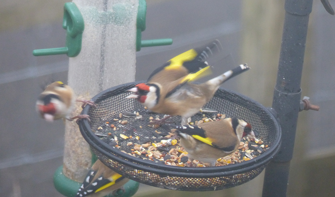 The battle over the gold finches